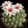 Gymnocalycium_1